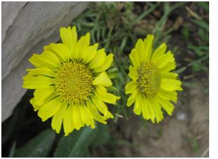 Yellow Alpine Sunflower, Courtesy of the National Park Service